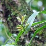 Polystachya concreta Fruit