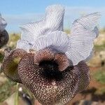 Iris hermona Flor