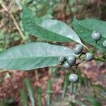 Pavetta bidentata Fruit