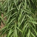 Afrocarpus gracilior Лист