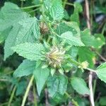 Hibiscus surattensisFloare