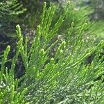 Sequoiadendron giganteum Leaf