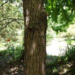 Quercus macrocarpa Bark