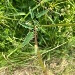 Sanguisorba officinalis Leaf