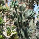 Cereus hildmannianus Liść