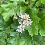 Nothoscordum borbonicum Flower