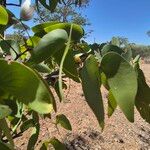 Colophospermum mopane برگ