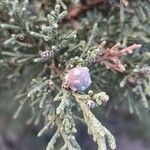 Juniperus turbinata Hedelmä