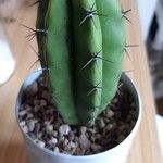 Myrtillocactus geometrizansLeaf