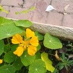 Tropaeolum minus Flower