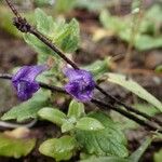 Scutellaria tuberosa आदत