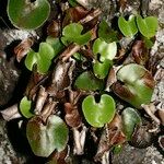 Adiantum reniforme Хабит