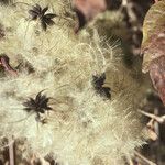 Clematis vitalba Vrucht