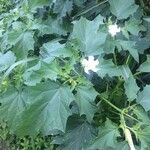 Datura stramoniumപുഷ്പം