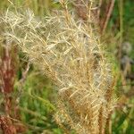 Bothriochloa barbinodis পাতা