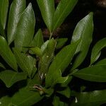Euphorbia schlechtendalii Leaf