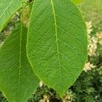 Pterostyrax hispidus Folla