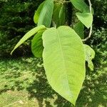 Magnolia sieboldii Leaf