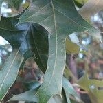 Quercus falcata Hoja