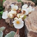 Begonia handelii Blüte