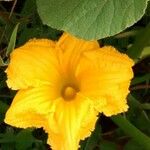 Cucurbita pepo Flower