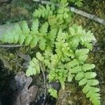 Dryopteris cristata Habitus