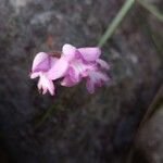 Cynorkis cardiophylla Flor