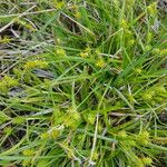 Carex divisa Fruct