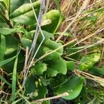 Talinum portulacifolium Blad