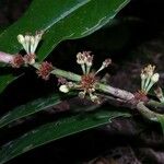 Erythroxylum macrophyllum Autre