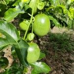 Cayaponia americana Fruit