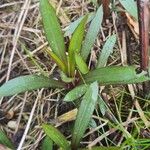 Ayapana triplinervis Leaf