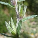 Lithodora fruticosa Leaf