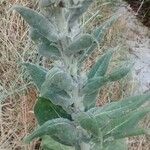 Verbascum pulverulentum ഇല