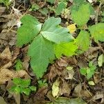 Toxicodendron radicans Лист