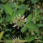 Trifolium glomeratum Lorea