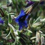 Lithodora fruticosa Leaf