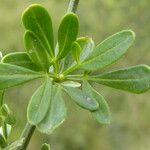 Jasminum fruticans Feuille