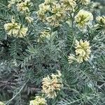 Anthyllis barba-jovis Flower
