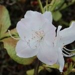 Rhododendron schlippenbachii Blodyn