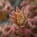 Aeonium valverdense Flower