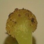 Centaurium scilloides ফুল