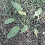 Alisma plantago-aquatica Ліст