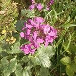 Lunaria annua Flower