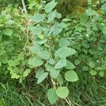 Populus tremuloides ഇല