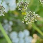 Trachyspermum ammi Fruit