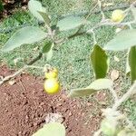 Solanum incanumLeaf