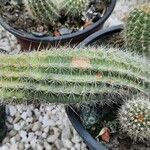 Echinopsis huascha Hoja
