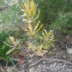 Protea caffra Leaf