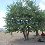 Quercus emoryi Habitat